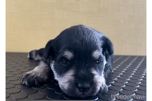 成約済の三重県のミニチュアシュナウザー-219196の21枚目