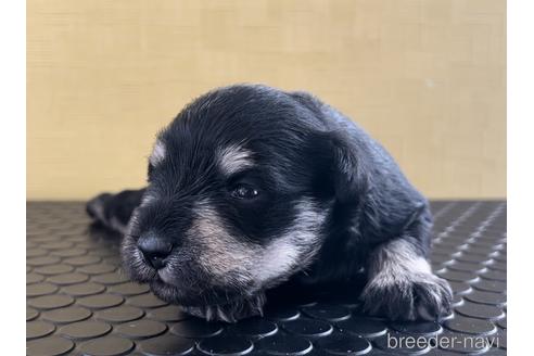 成約済の三重県のミニチュアシュナウザー-219196の20枚目
