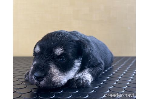 成約済の三重県のミニチュアシュナウザー-219196の14枚目