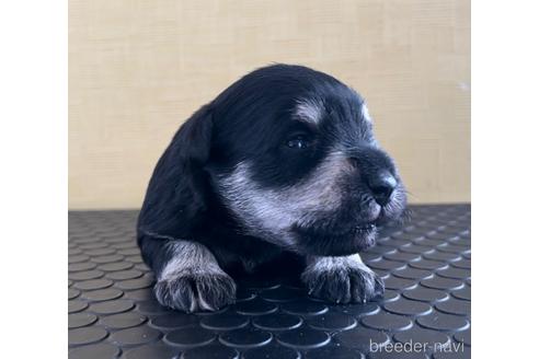 成約済の三重県のミニチュアシュナウザー-219196の3枚目