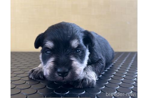 成約済の三重県のミニチュアシュナウザー-219196の5枚目