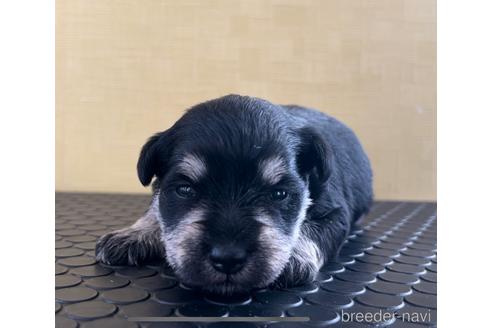成約済の三重県のミニチュアシュナウザー-219196の7枚目