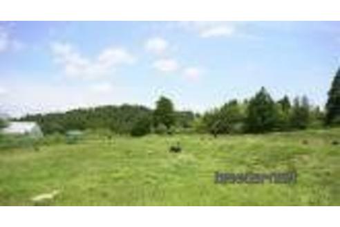 成約済の千葉県のトイプードル-219226の2枚目