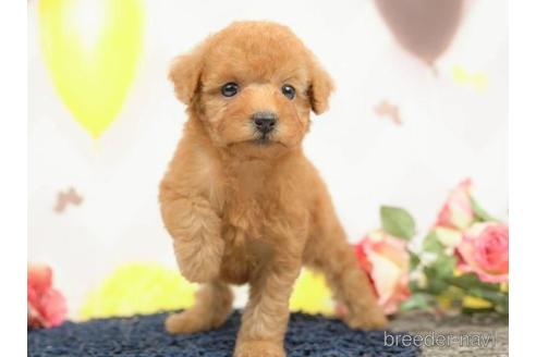 成約済の千葉県のトイプードル-219226の3枚目