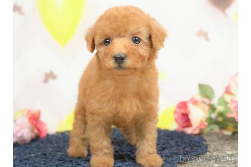 成約済の千葉県のトイプードル-219226の4枚目