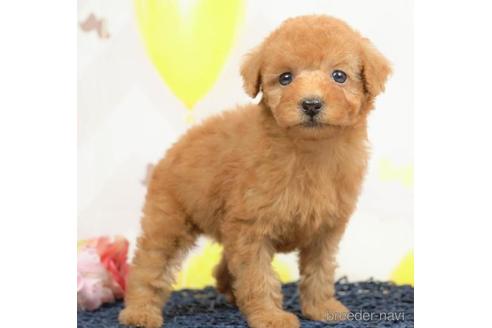 成約済の千葉県のトイプードル-219226