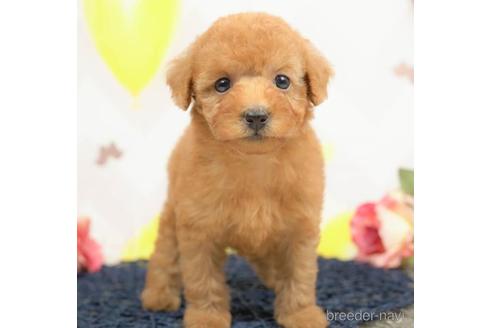 成約済の千葉県のトイプードル-219226の5枚目