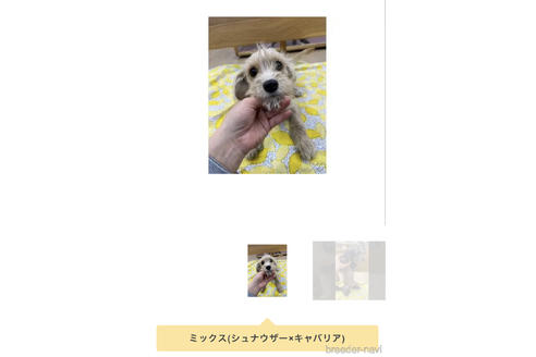 成約済の大阪府のミックス犬-215378の2枚目