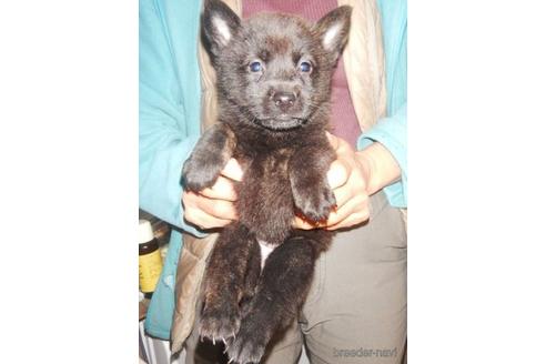 成約済の鹿児島県の甲斐犬-219296の3枚目