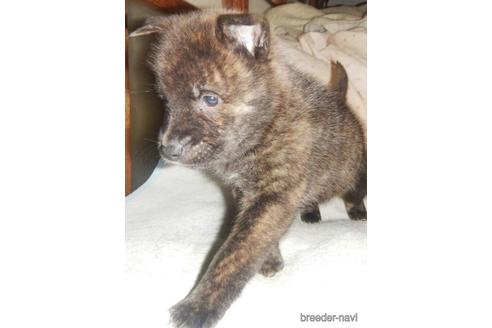 成約済の鹿児島県の甲斐犬-219298の2枚目