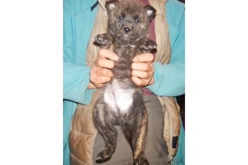 成約済の鹿児島県の甲斐犬-219298の4枚目