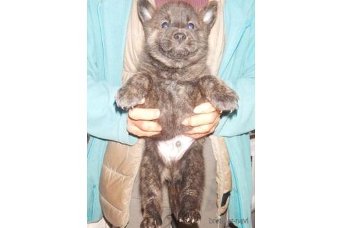 成約済の鹿児島県の甲斐犬-219299の3枚目