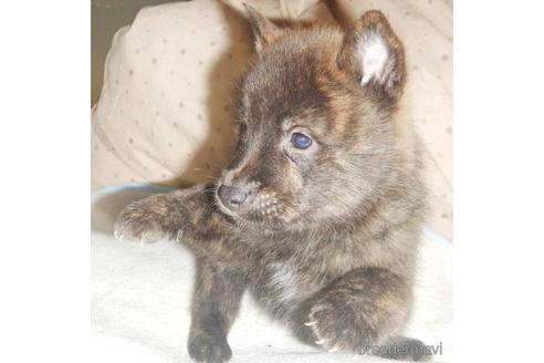 成約済の鹿児島県の甲斐犬-219299の5枚目