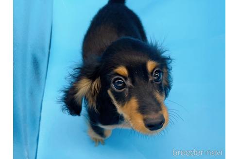 成約済の東京都のミニチュアダックスフンド(ロングヘアード)-213992の15枚目