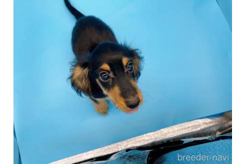 成約済の東京都のミニチュアダックスフンド(ロングヘアード)-213992の14枚目