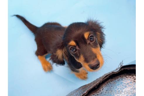 成約済の東京都のミニチュアダックスフンド(ロングヘアード)-213992の13枚目