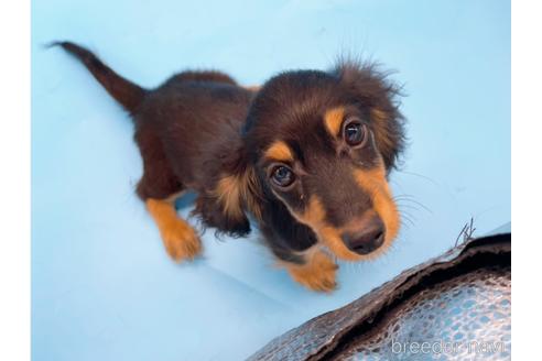 成約済の東京都のミニチュアダックスフンド(ロングヘアード)-213992の11枚目