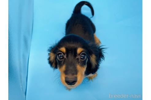 成約済の東京都のミニチュアダックスフンド(ロングヘアード)-213992の12枚目