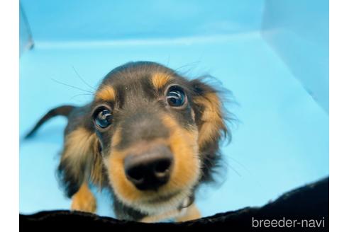 成約済の東京都のミニチュアダックスフンド(ロングヘアード)-213992の10枚目