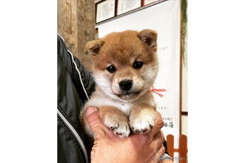 成約済の宮崎県の柴犬-219348の1枚目