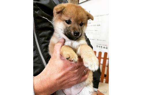 成約済の宮崎県の柴犬-219350の1枚目