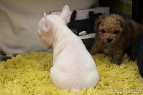 成約済の愛知県のフレンチブルドッグ-212867の9枚目
