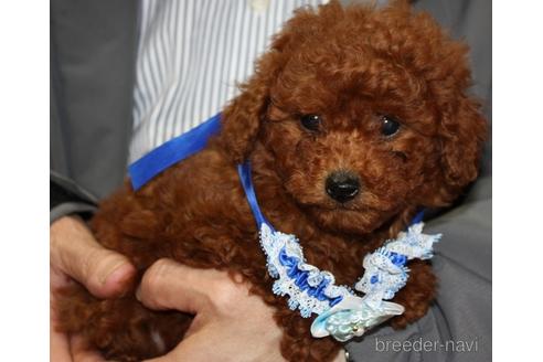 子犬