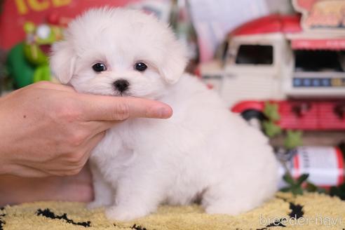 成約済の群馬県のマルチーズ-218471の4枚目