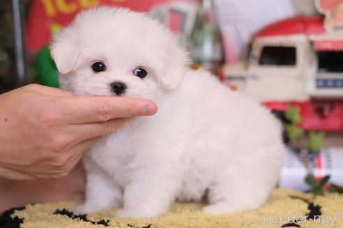 成約済の群馬県のマルチーズ-218470の1枚目