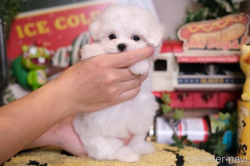 成約済の群馬県のマルチーズ-218470の2枚目