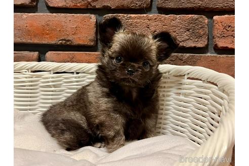 成約済の徳島県のチワワ(ロングコート)-219542の1枚目