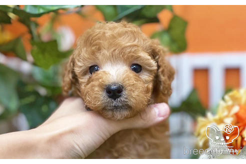 成約済の愛知県のトイプードル-219554の1枚目