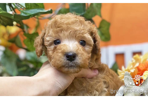 成約済の愛知県のトイプードル-219554の2枚目