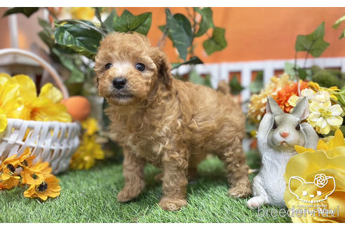 成約済の愛知県のトイプードル-219554の3枚目