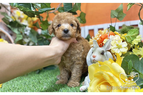 成約済の愛知県のトイプードル-219554の4枚目