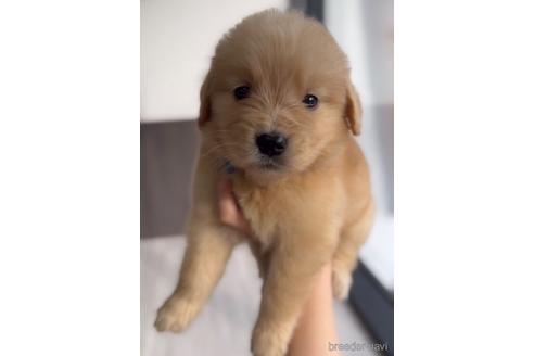 成約済の福岡県のゴールデンレトリーバー-217818の5枚目