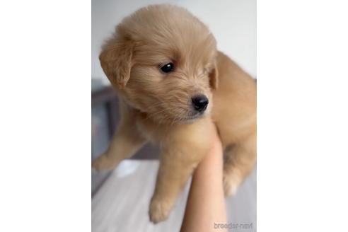 成約済の福岡県のゴールデンレトリーバー-217818の6枚目