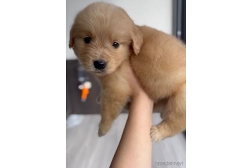 成約済の福岡県のゴールデンレトリーバー-217818の7枚目