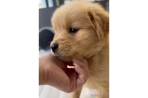 成約済の福岡県のゴールデンレトリーバー-217823の4枚目