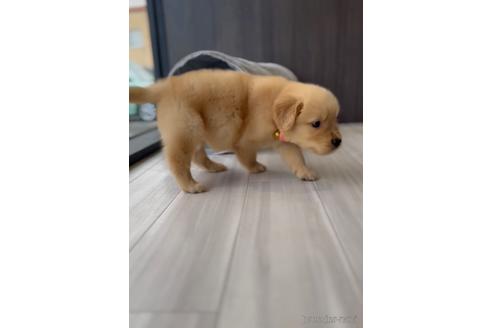 成約済の福岡県のゴールデンレトリーバー-217823の5枚目