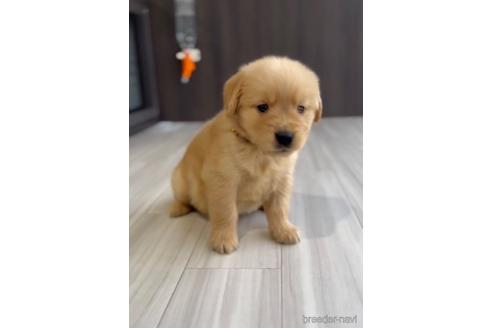 成約済の福岡県のゴールデンレトリーバー-217823の1枚目