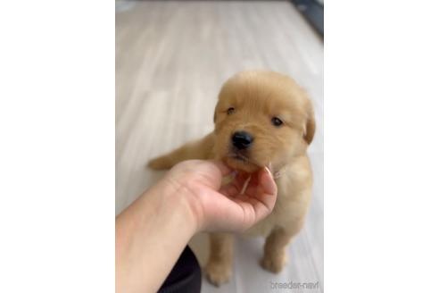 成約済の福岡県のゴールデンレトリーバー-217823の2枚目