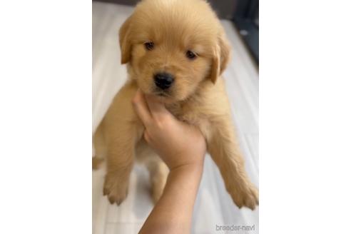 成約済の福岡県のゴールデンレトリーバー-217823の3枚目