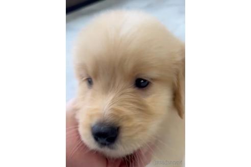 成約済の福岡県のゴールデンレトリーバー-217795の5枚目