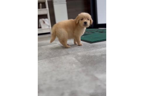 成約済の福岡県のゴールデンレトリーバー-217795の1枚目