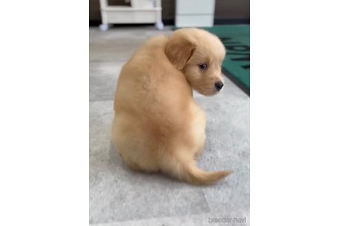 成約済の福岡県のゴールデンレトリーバー-217795の2枚目