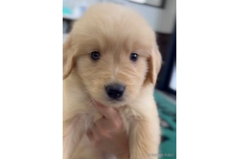 成約済の福岡県のゴールデンレトリーバー-217795の3枚目