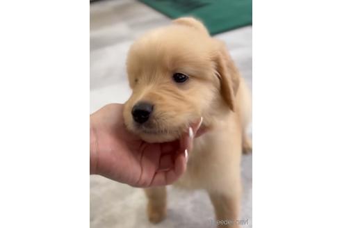 成約済の福岡県のゴールデンレトリーバー-217795の4枚目