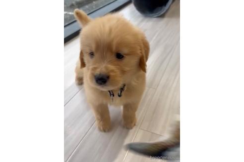 成約済の福岡県のゴールデンレトリーバー-217801の2枚目