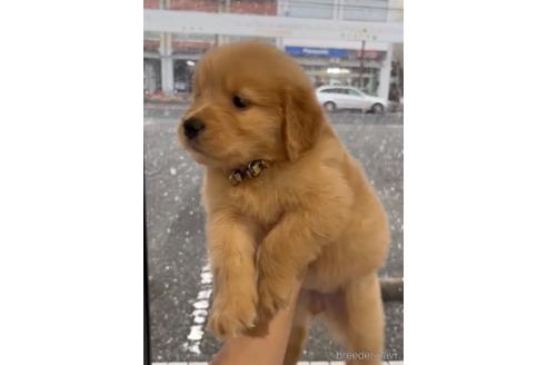 成約済の福岡県のゴールデンレトリーバー-217801の5枚目